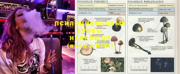прущие грибы Богородицк